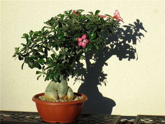 Adenium obesum