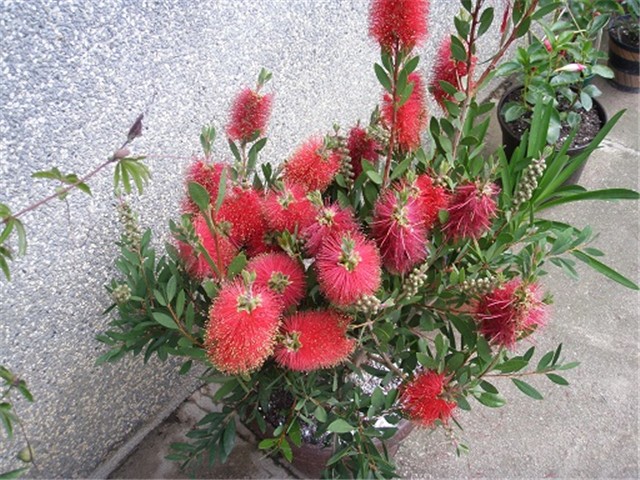 calistemon