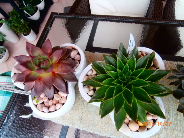 echeveria