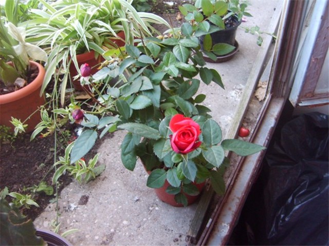 ruzica