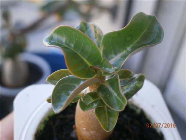 dorset horn?