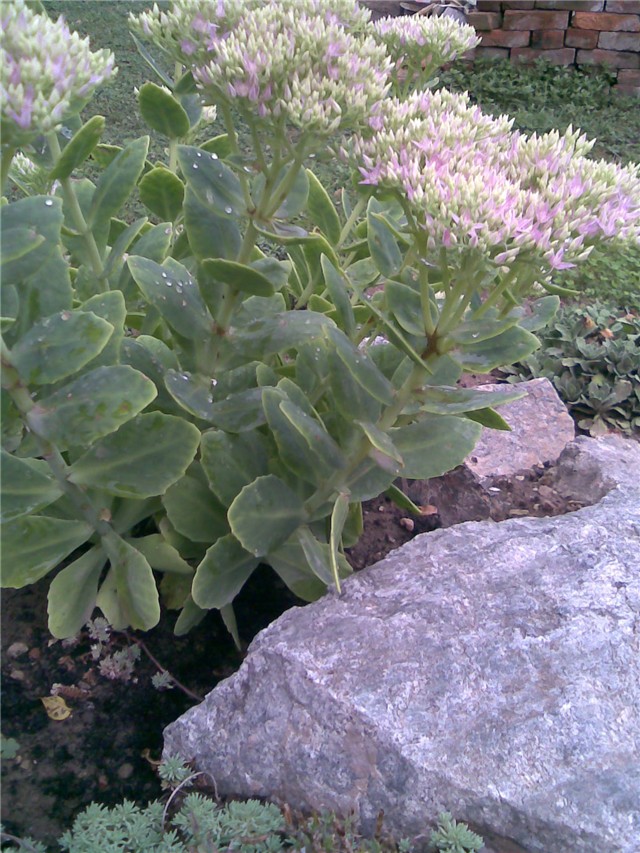 sedum