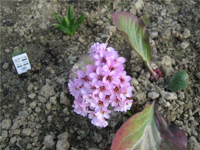 Bergenija