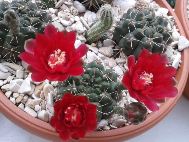Gymnocalycium baldianum