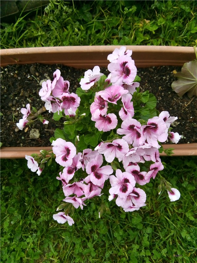 Engleska pelargonija