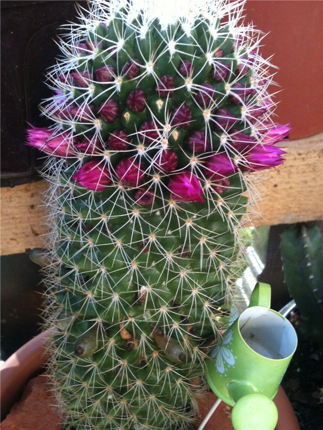 mammillaria