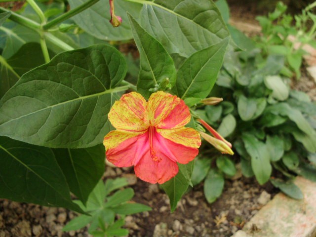 noćna frajla - lat. mirabilis jalapa 