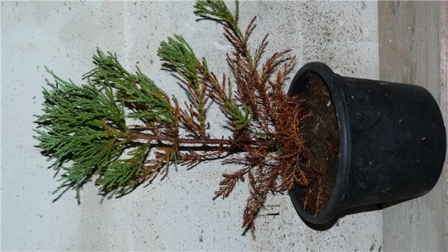 sequoiadendron giganteum suhi