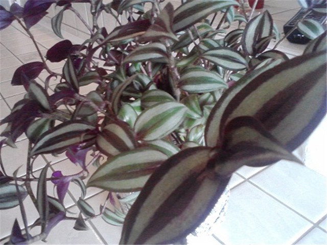 tradescantia zebrina