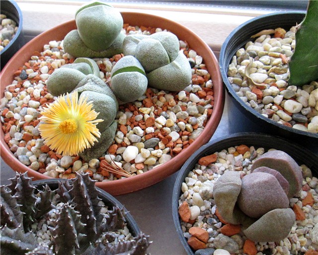 pleiospilos