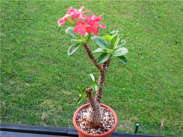 Pachypodium baronii windsori