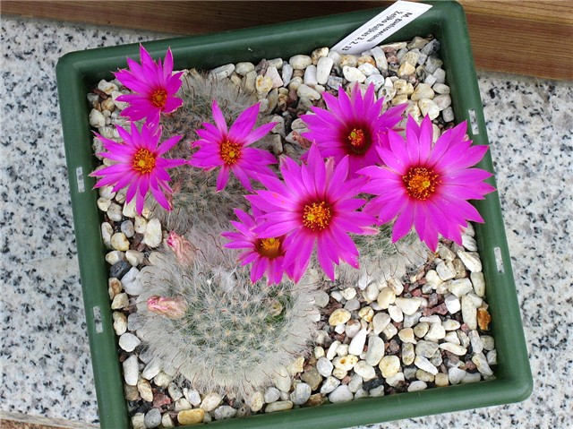 mammillaria guelzowiana