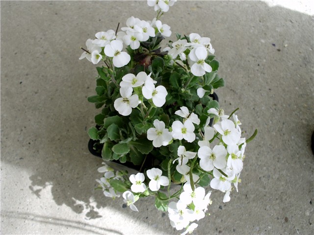 bijeli arabis