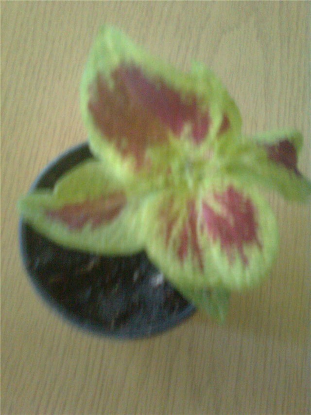 coleus