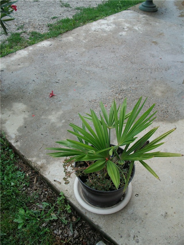 palmica