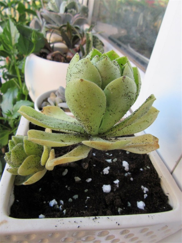 aeonium