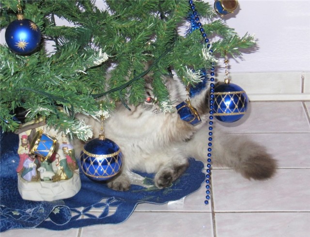 Moji miceki