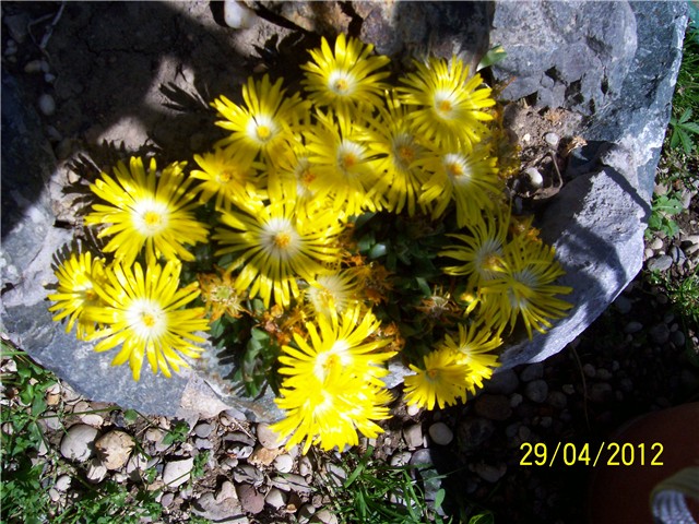 Delosperma congestum
