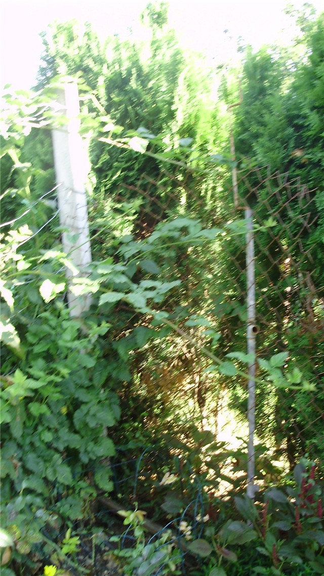 moja đungla