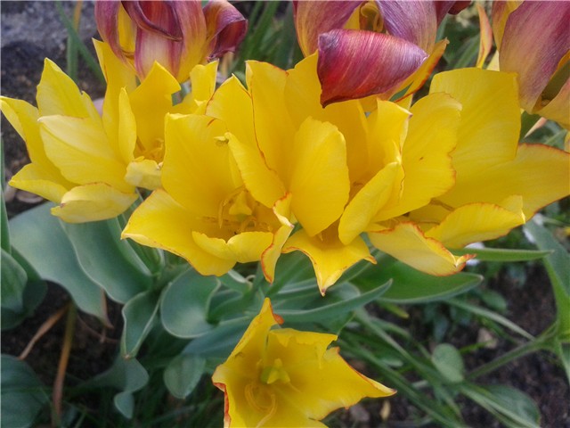 tulipan s 5 cvjetova