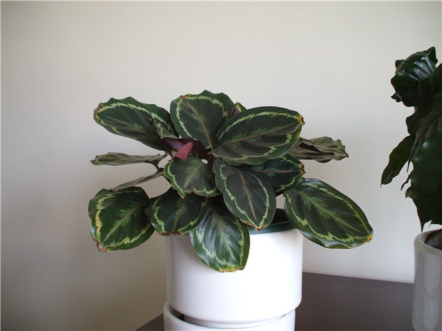 calathea