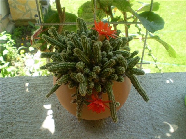 kaktus