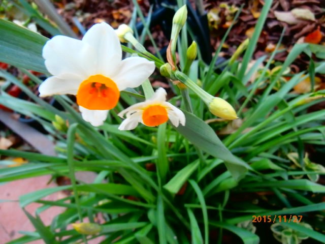 narcisi