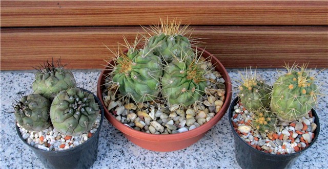 copiapoa