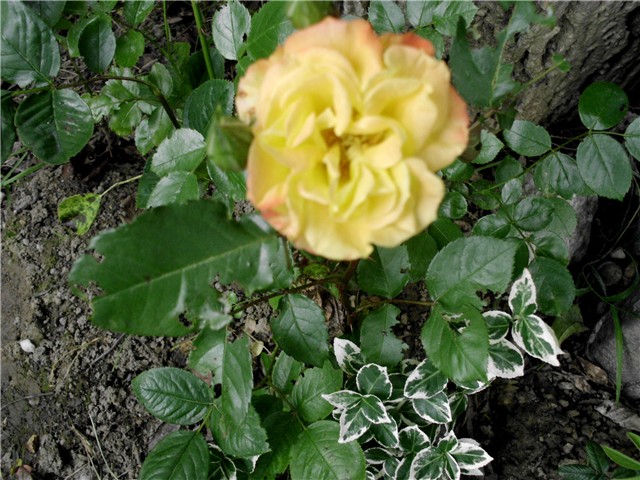 žutocrvena ruža