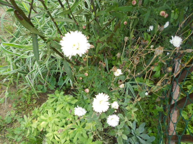bijeli aster