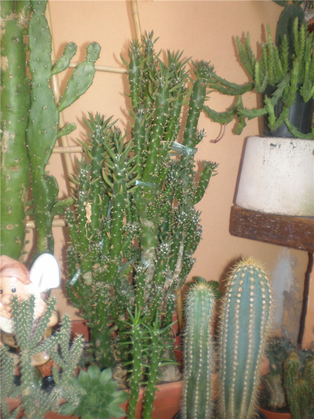 Opuntia