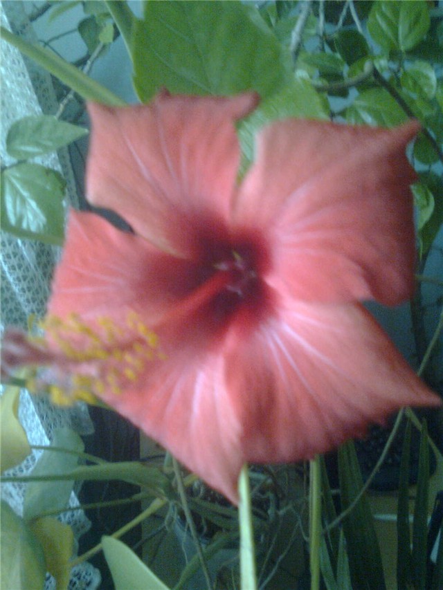 Hibiskus