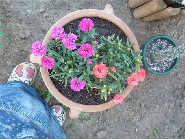 Moje cvijeće