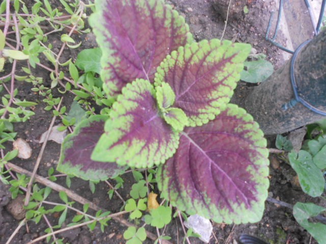 coleus