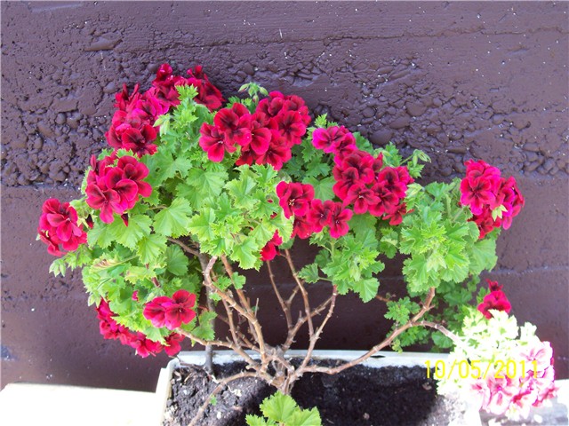Susjedova engleska pelargonija