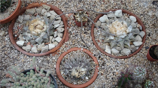 ariocarpus