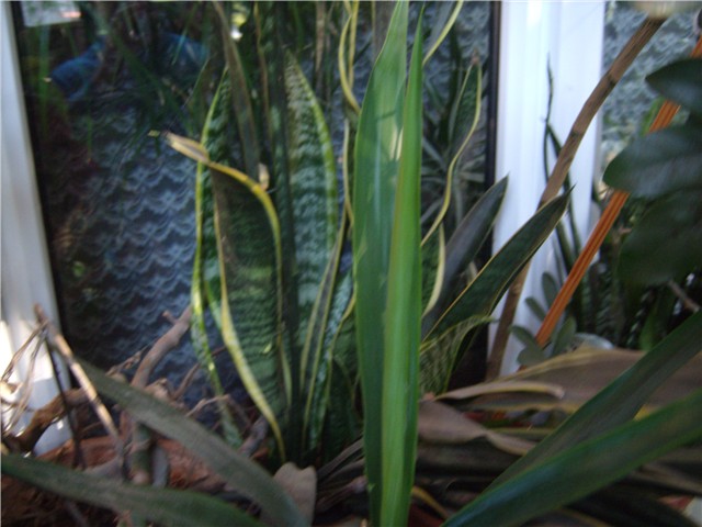 sansenveria