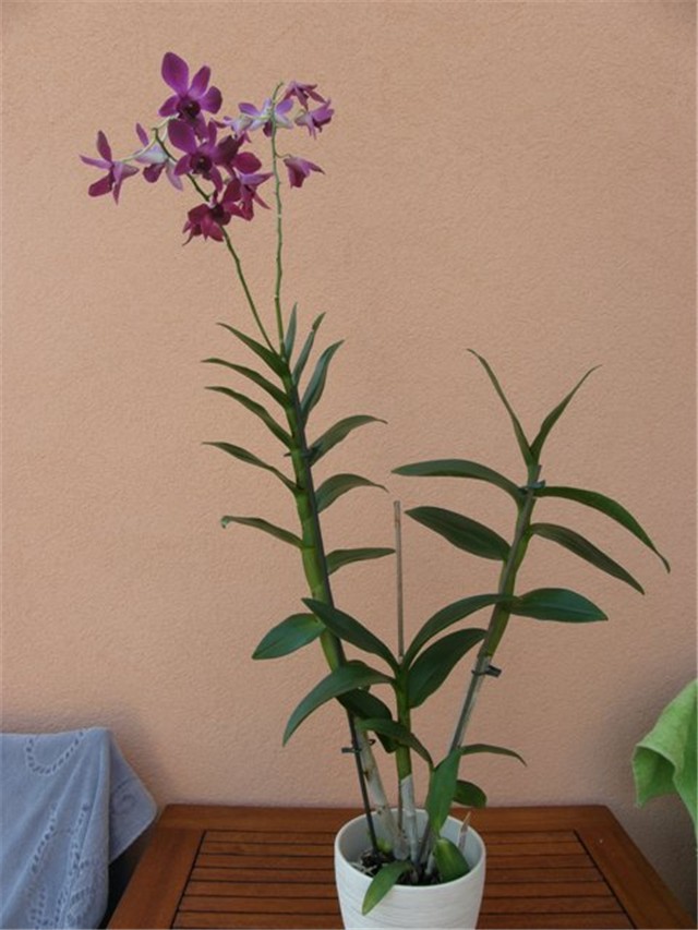 Orhideja Drenobium