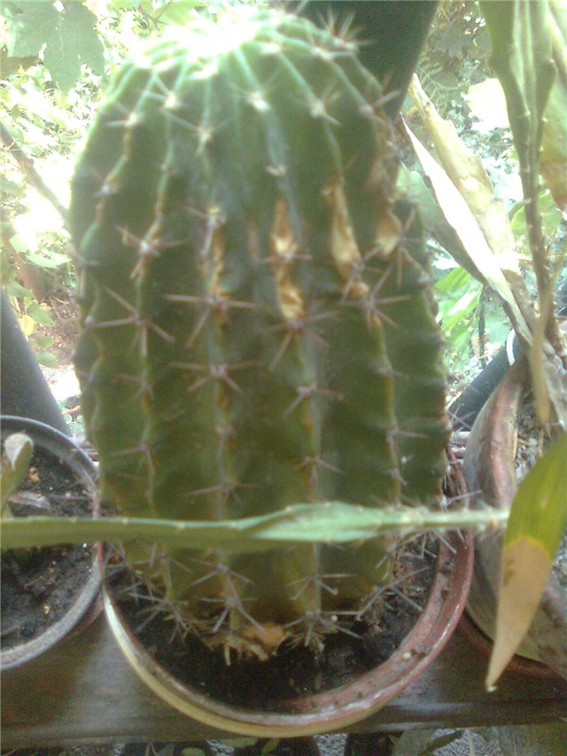 esinopsis