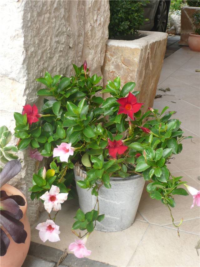 sandevila