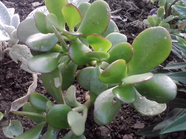 crasula ovata