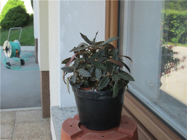 Dorstenia foetida