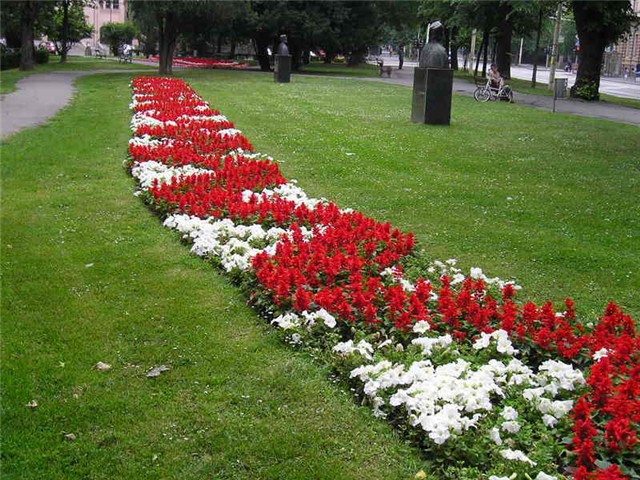 Osijek cvijece
