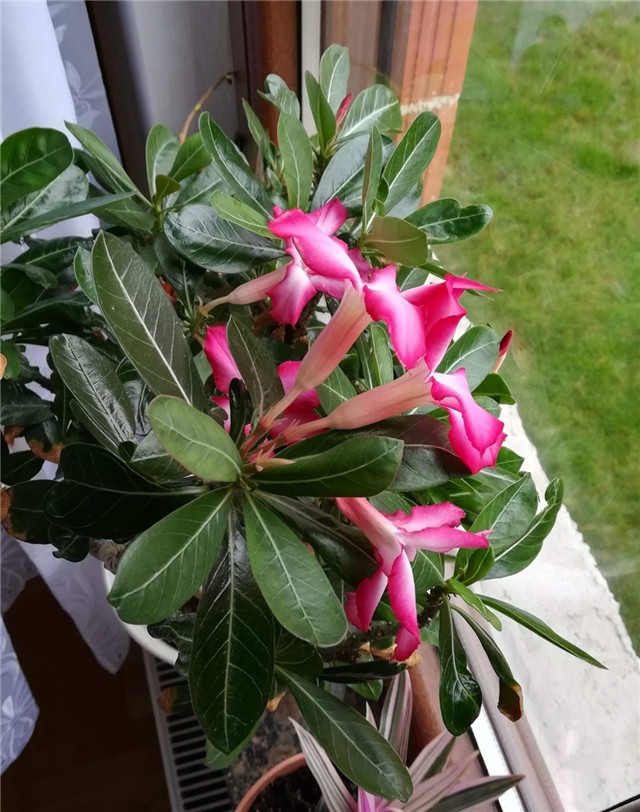 adenium prodani