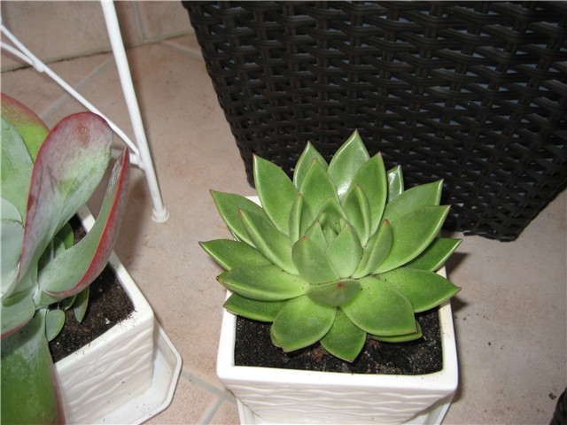 echeveria