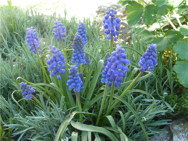 Muscari ili presličica