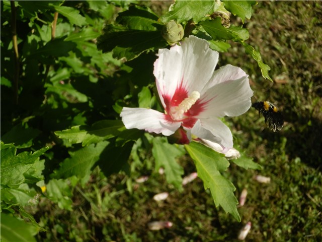 hibiskus