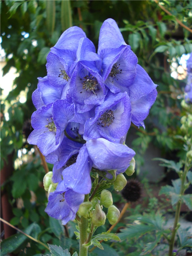 Aconitum carmichaelii