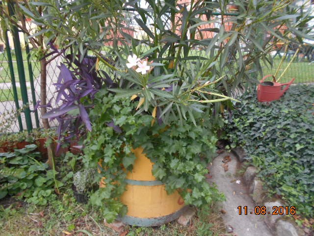 nove slike