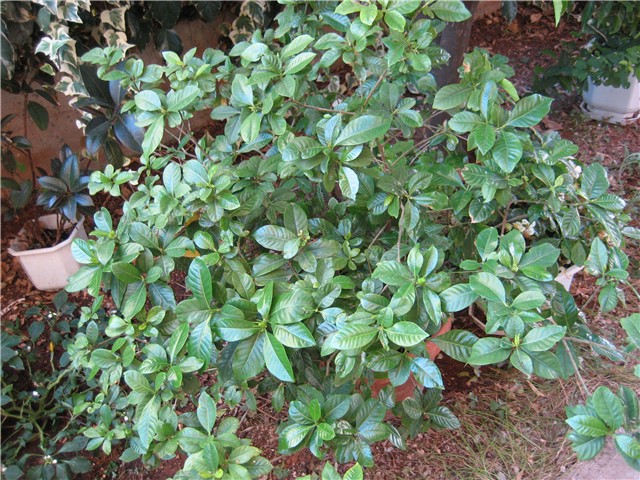 gardenija